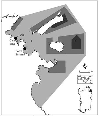 First Report of Gametogenesis and Spawning for the Invasive Alga Caulerpa cylindracea in the Tyrrhenian Sea: The Key Role of Water Motion and Temperature